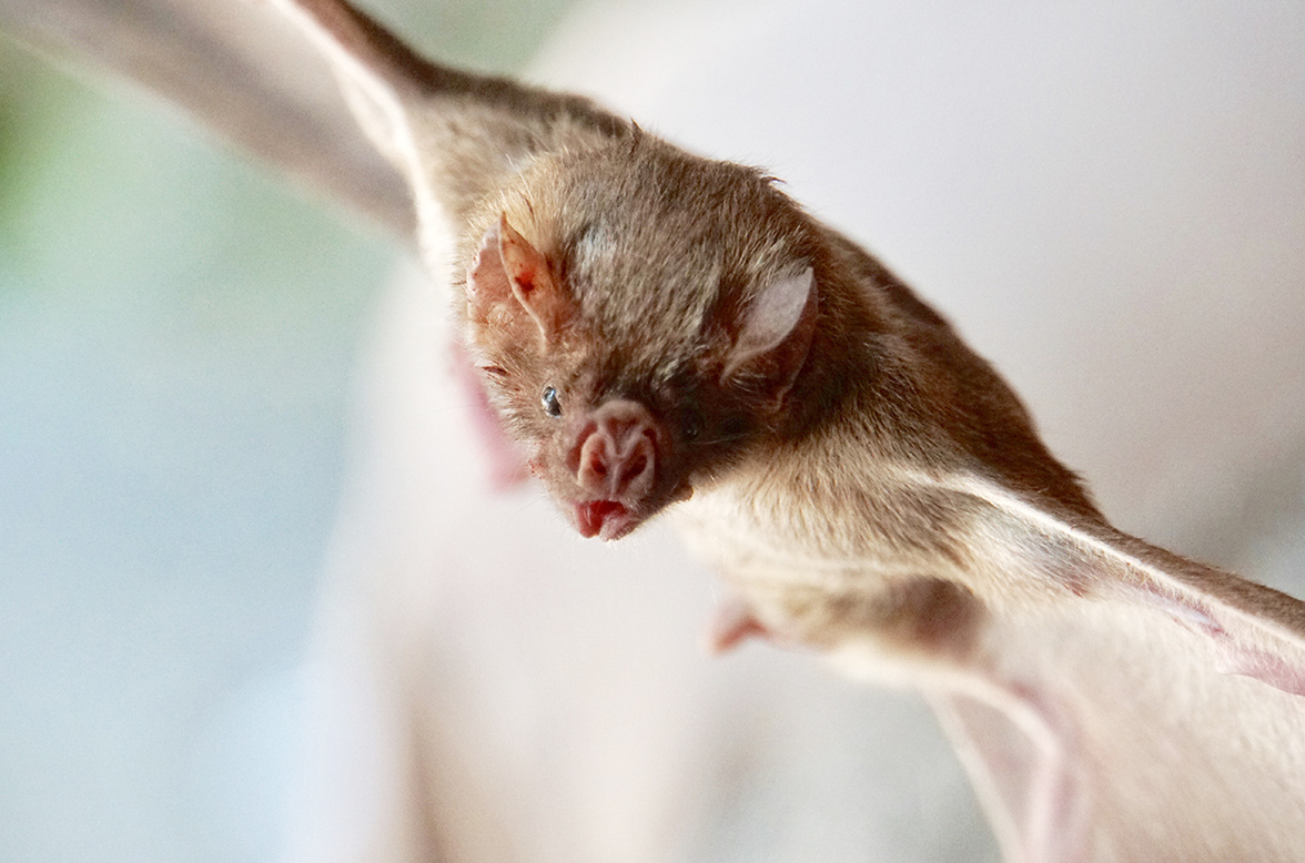 Взаимный груминг летучих мышей-вампиров помогает распространять инновационную вакцину от бешенства