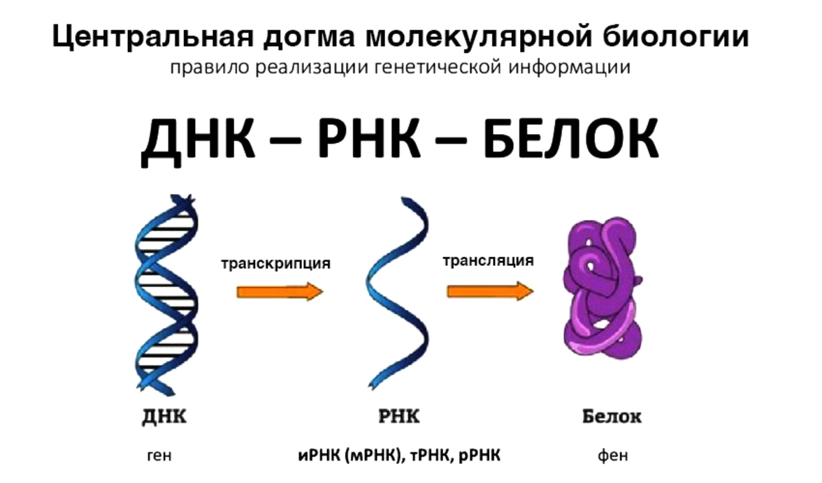 РНК-революция: как меняется наше представление об основах жизни