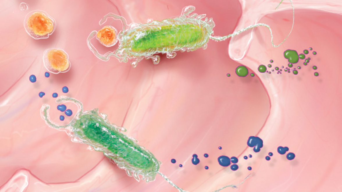 Микробиомы кишечника пожилых людей могут стимулировать старение сосудов