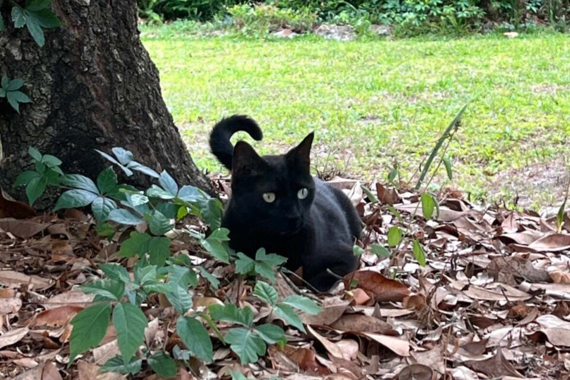 Кот по кличке Пеппер во второй раз приносит домой неизвестный ранее вирус