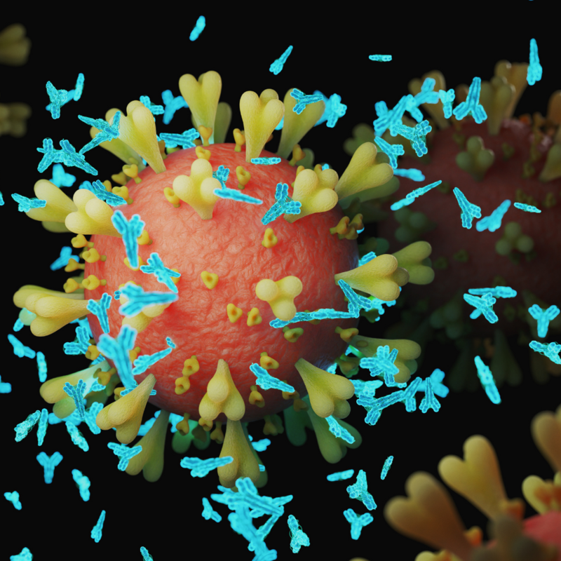 Российские ученые получили универсальное мощное антитело против коронавируса