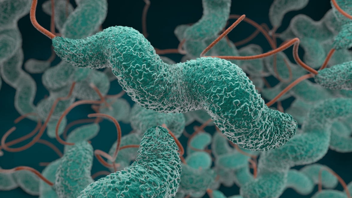 Последние достижения в исследованиях Campylobacter