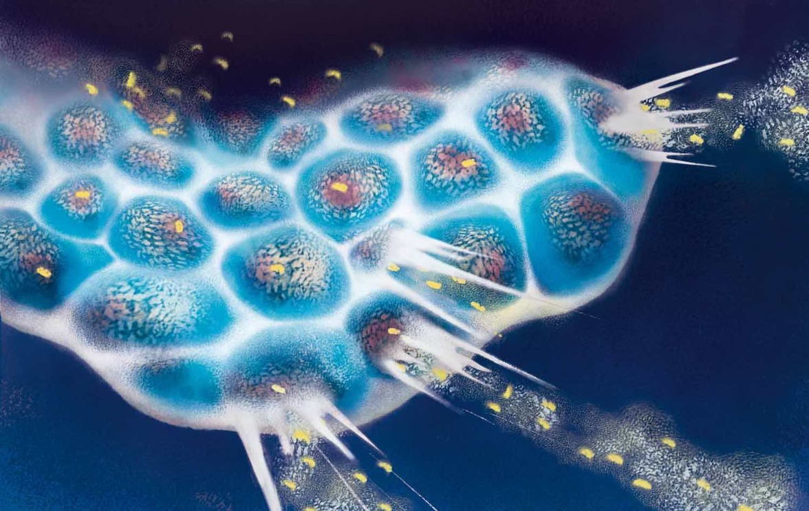 Сконструированные бактерии запускают онколитический вирус и контролируют его