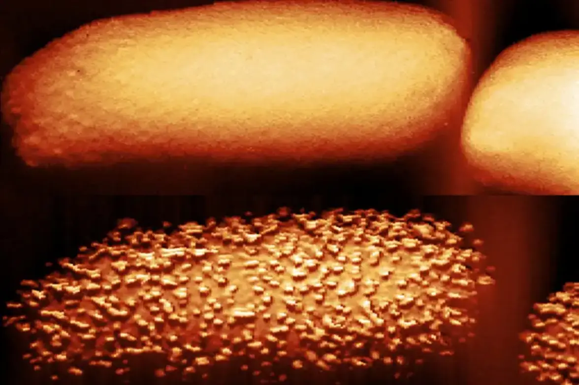 Уникальные фотографии показывают как полимиксин действует на кишечную палочку