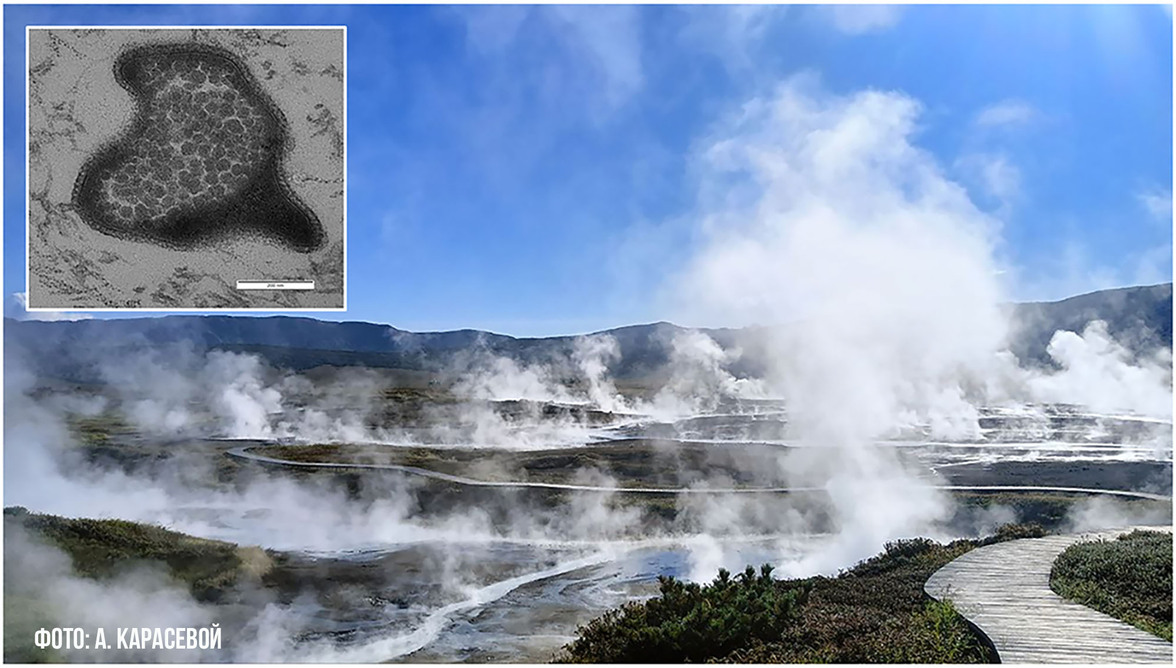 Ученые выделили первых представителей древней линии архей, отвечающих за переработку полисахаридов