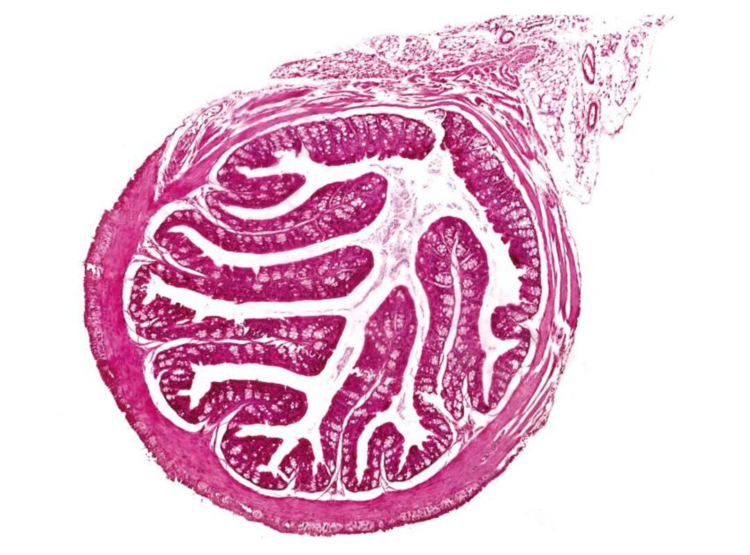 Исследование на мышах выявило связь между микробиомом кишечника и плацентой